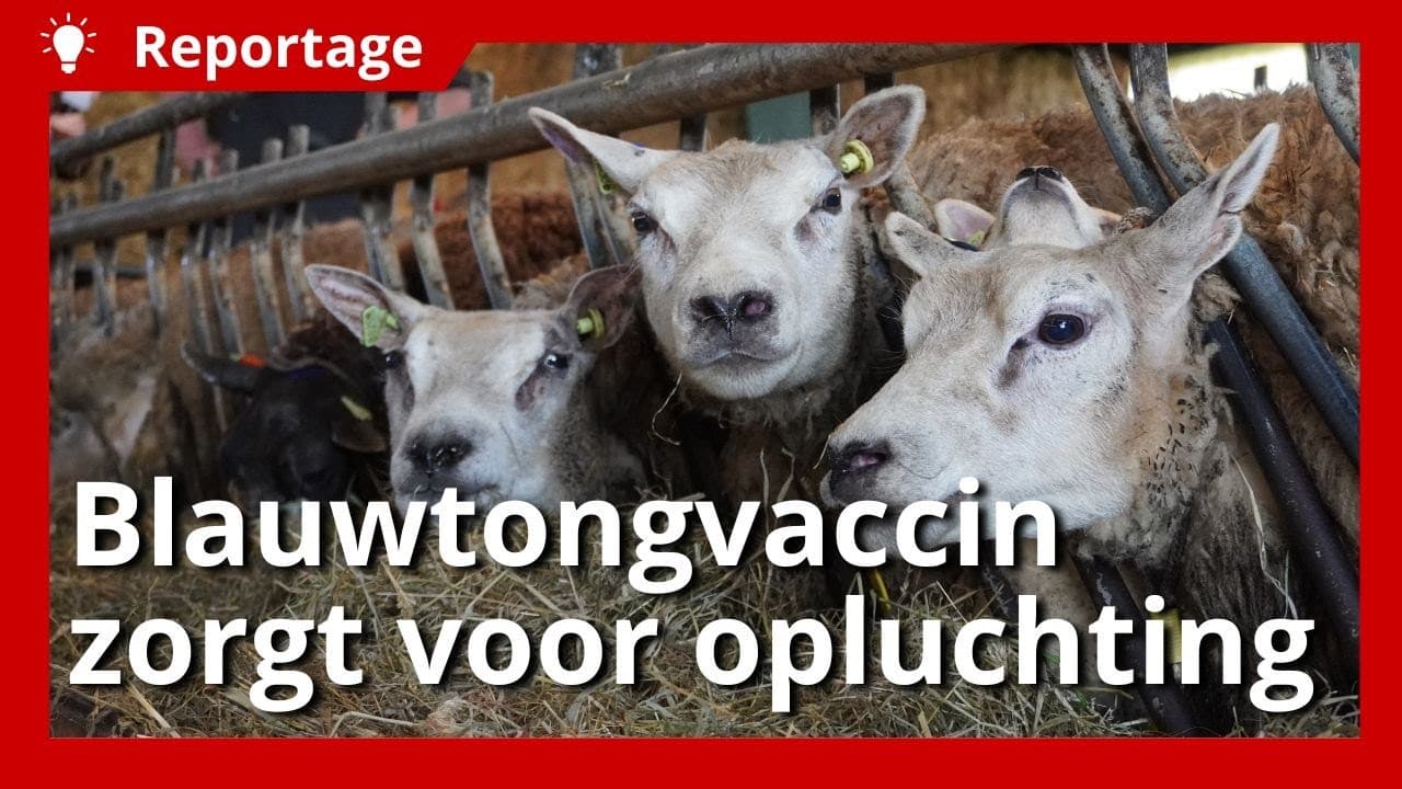 Video | Adema en schapenhouder opgelucht over blauwtongvaccin