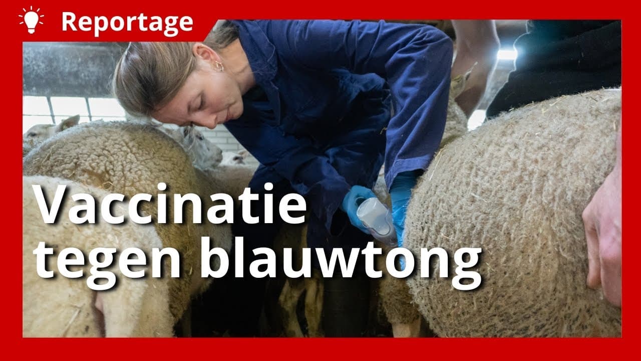 Video | Vaccineren schapen en koeien tegen blauwtong van start