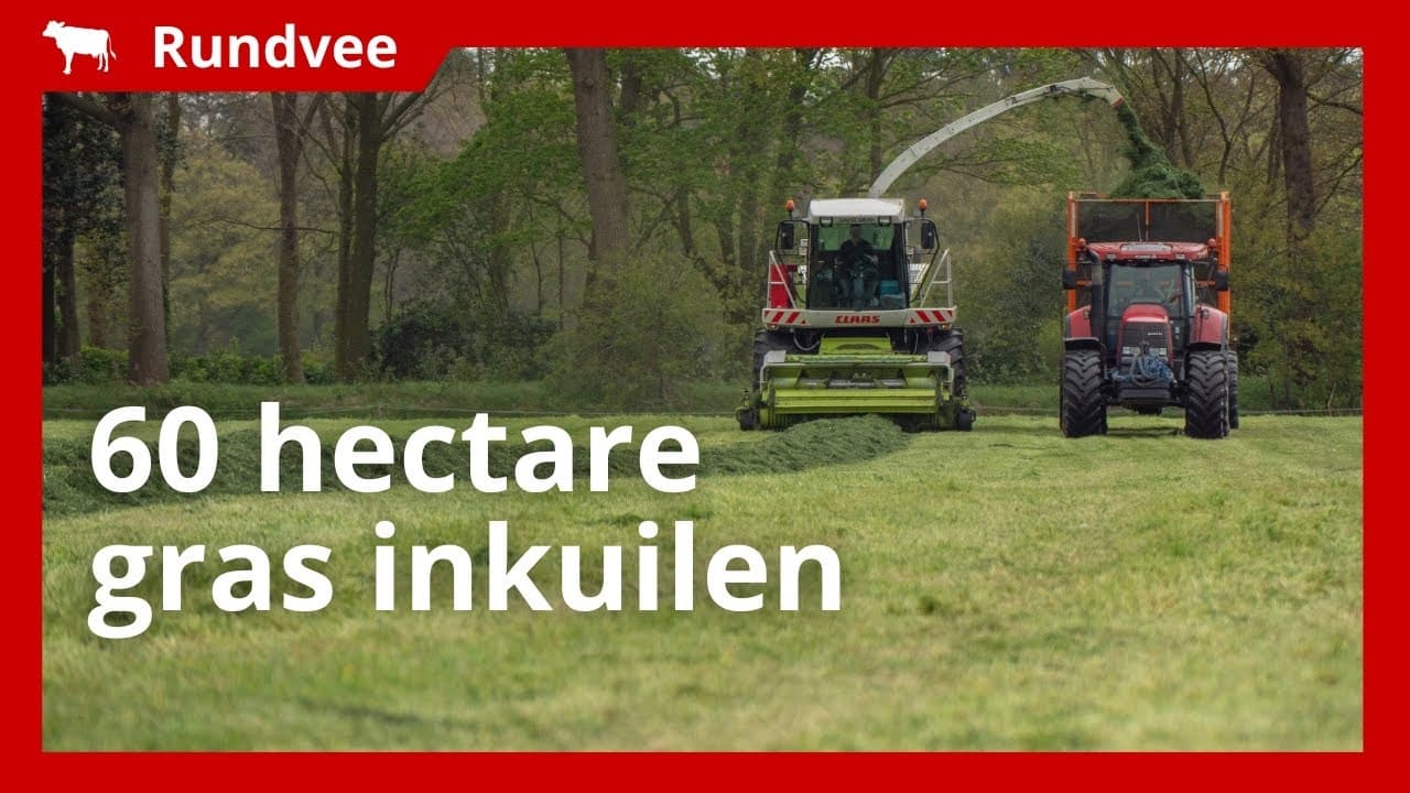 Video | 60 hectare eerste snede gras ‘van de beste kwaliteit’