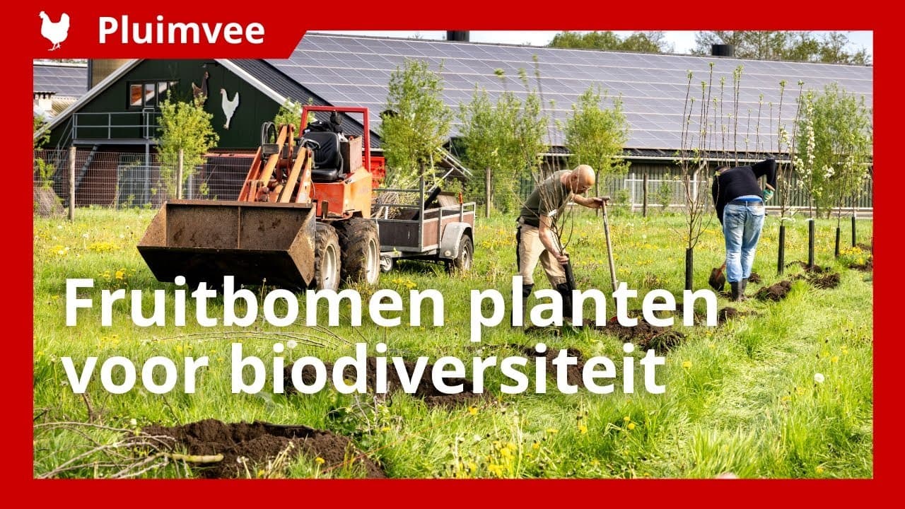 Fruitbomen vergroten diversiteit op biologisch pluimveebedrijf