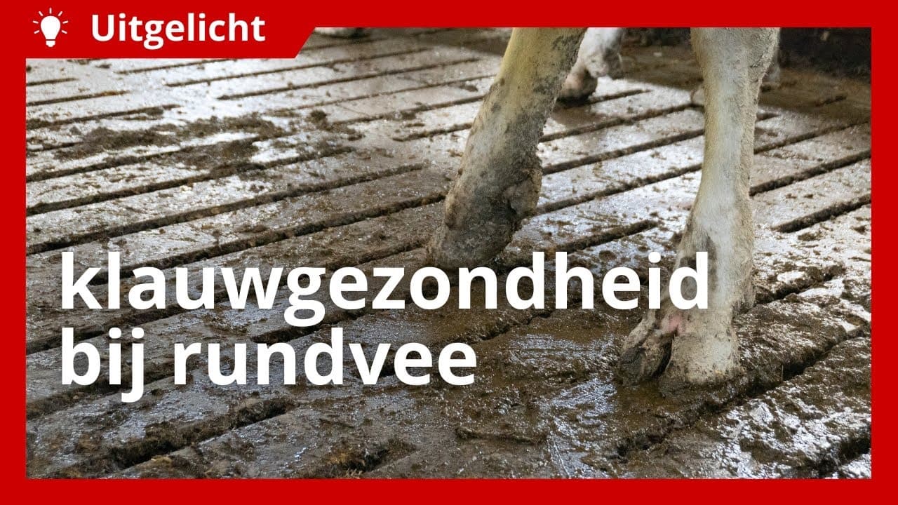 Uitgelicht | Klauwgezondheid bij koeien