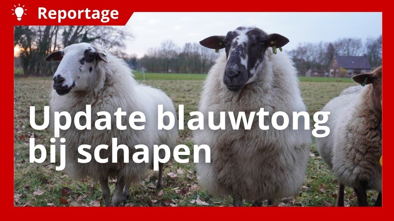 Video | Blauwtong bij schapen, wat staat ons dit voorjaar te wachten?