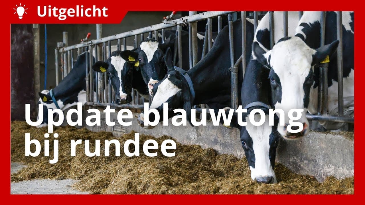 Uitgelicht | Blauwtong bij rundvee, wat kunnen we verwachten?