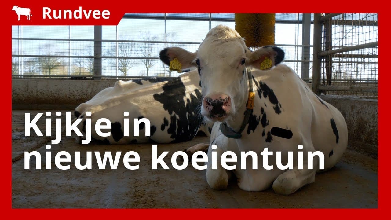 Video | Nieuwe koeientuin om koecomfort te vergroten