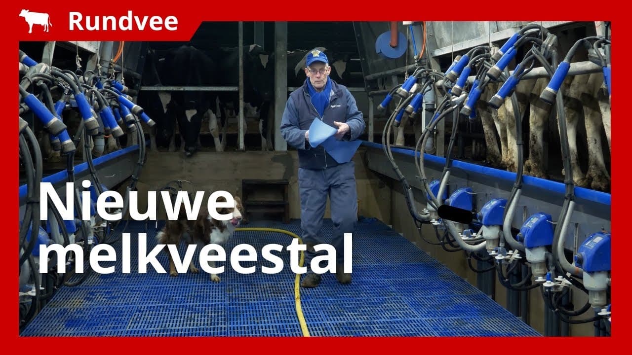 Nieuwe melkveestal met ergonomische vloer