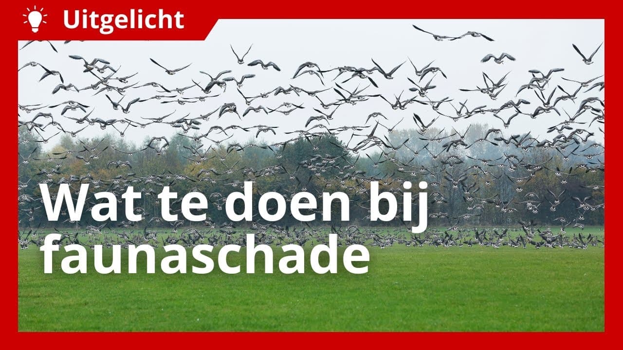 Uitgelicht | Wat te doen bij faunaschade door ganzen?