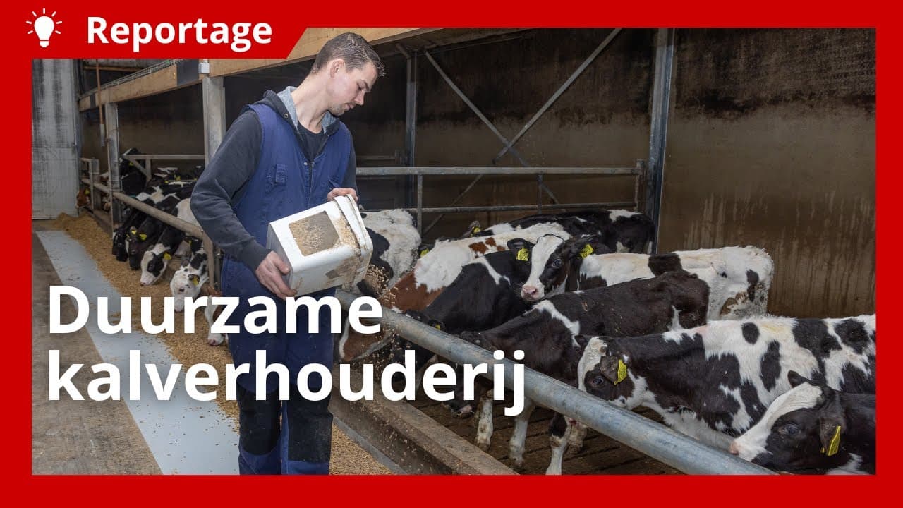 Duurzaam vleeskalveren grootbrengen met restproducten en eigen gewassen