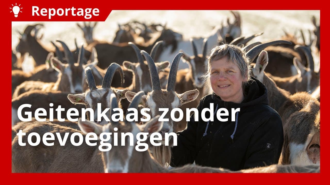 Duurzame geitenboerderij produceert kaasjes zonder toevoegingen