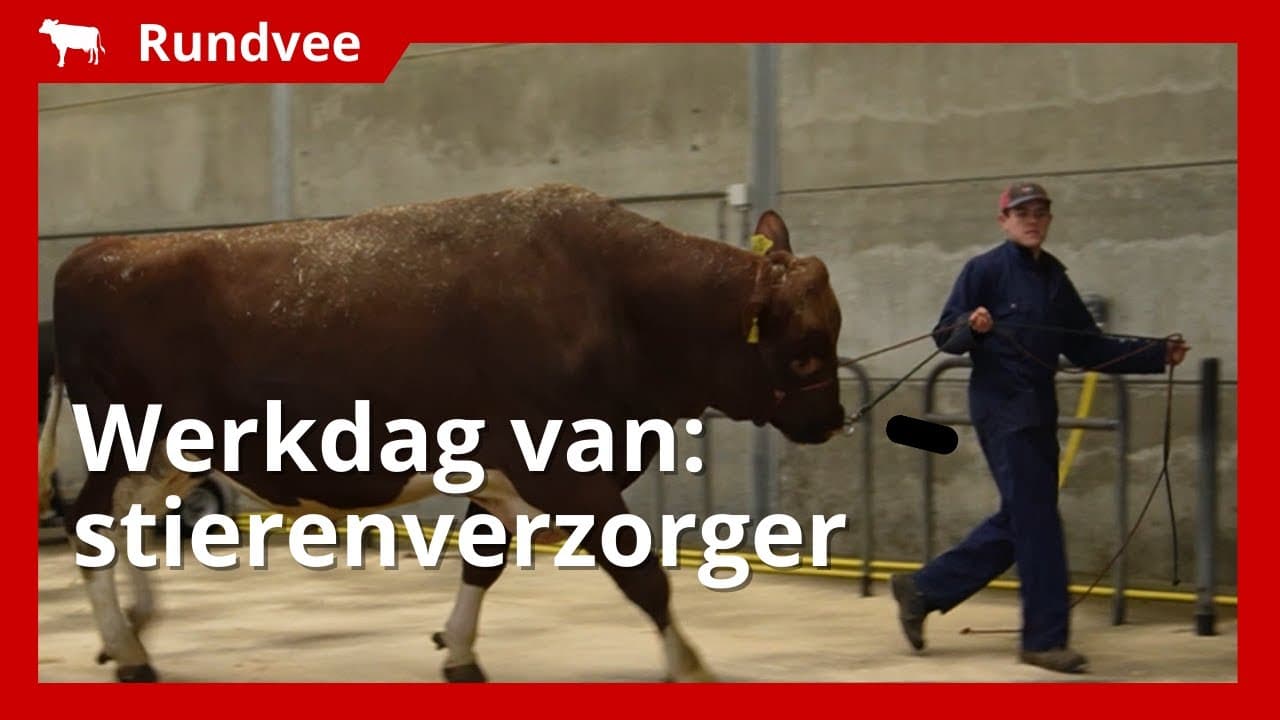 Een dag in het leven van een stierenverzorger