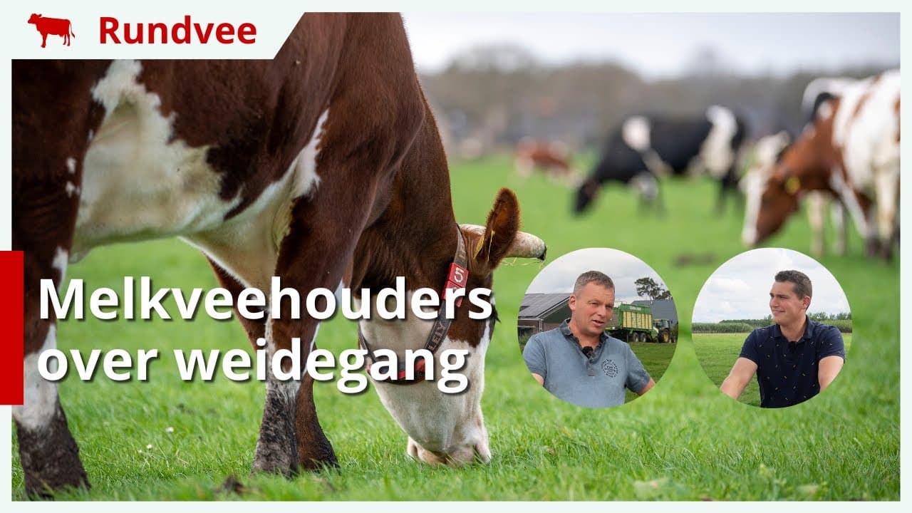 Weidegang toepassen: hoe zorg je voor genoeg ruwvoer in koe?