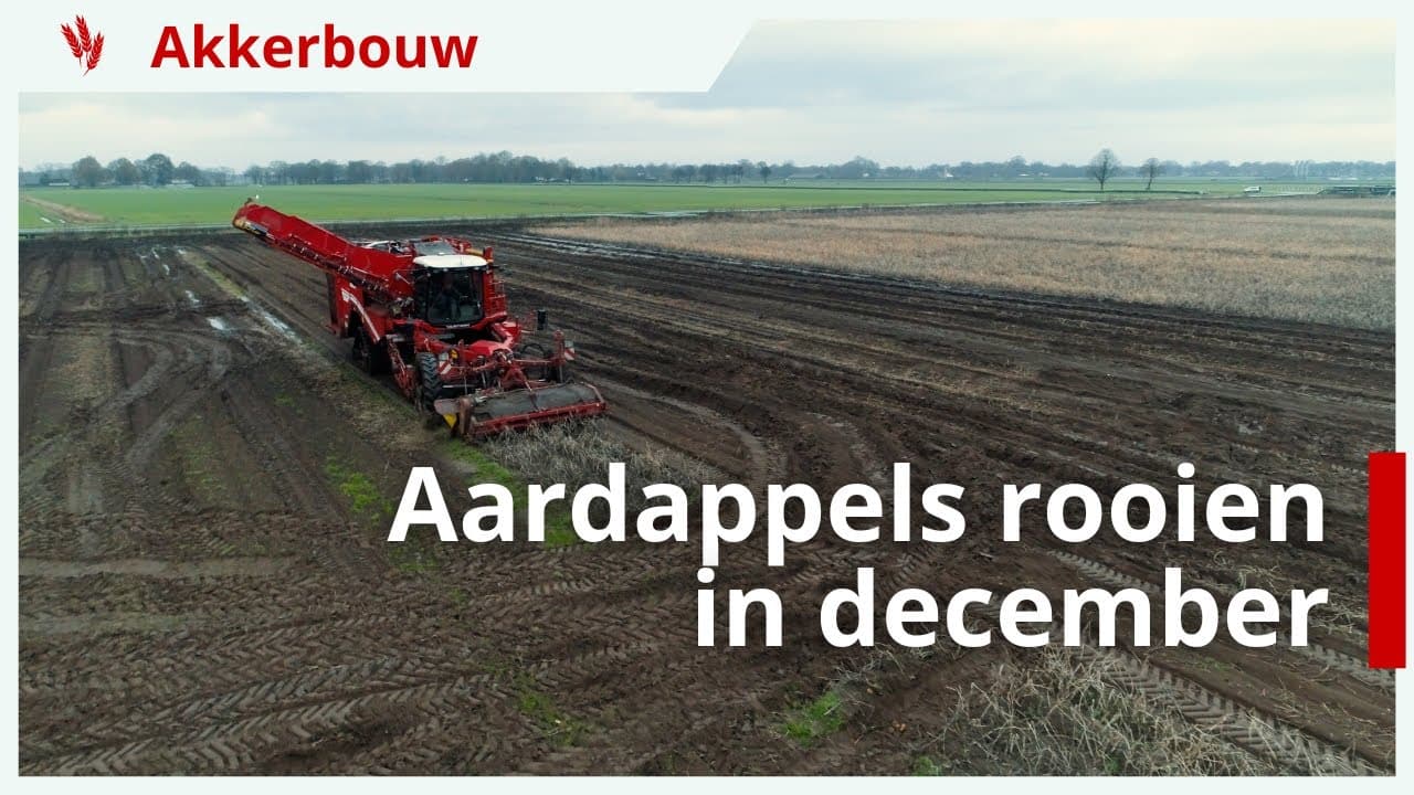 Video | Aardappels rooien in december