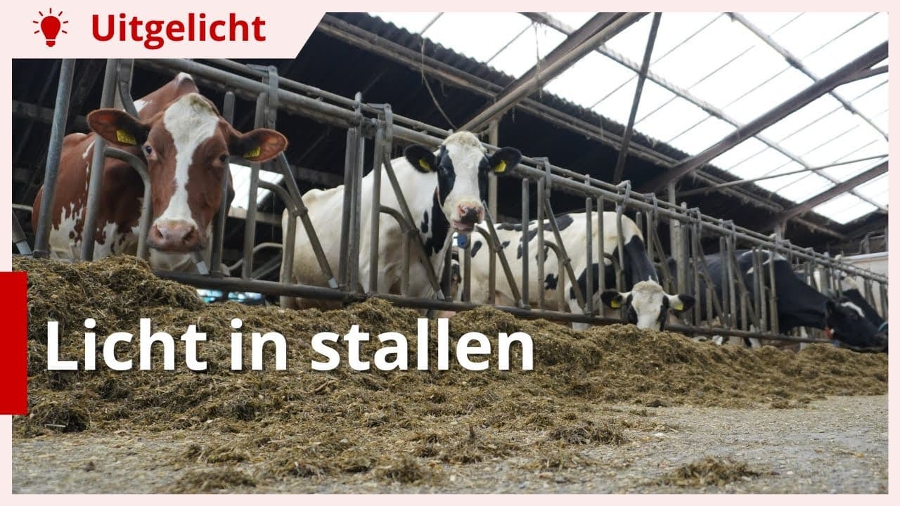 Uitgelicht | Meer melk door voldoende licht