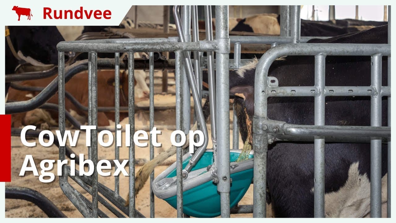 Minder ammoniak in melkveestal door CowToilet