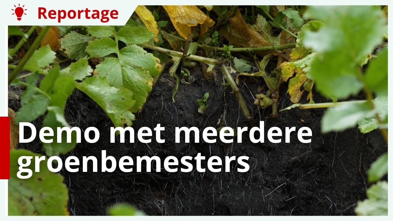Video | Velddemo met zeven verschillende groenbemesters