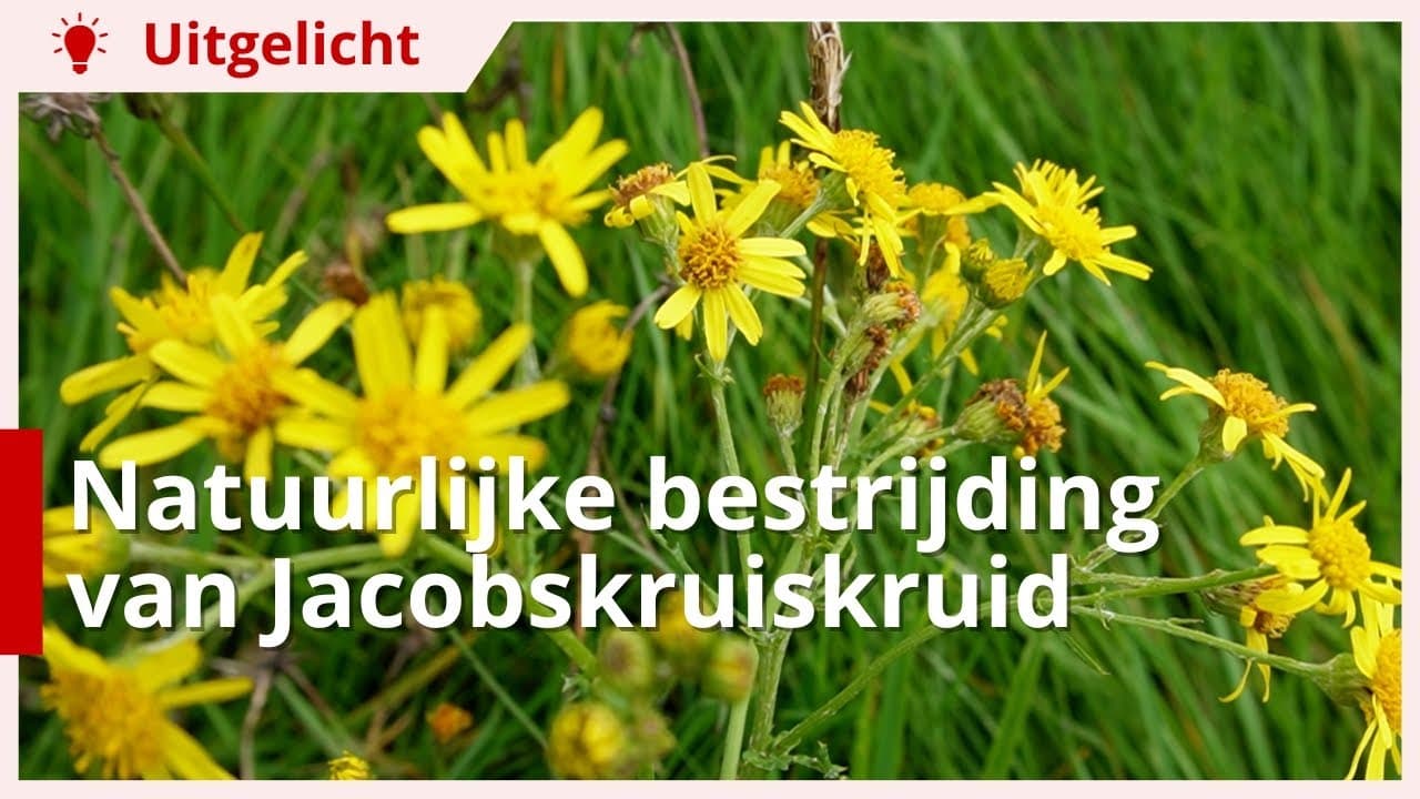 Uitgelicht | Jacobskruiskruid: hoe ga je hier mee om?