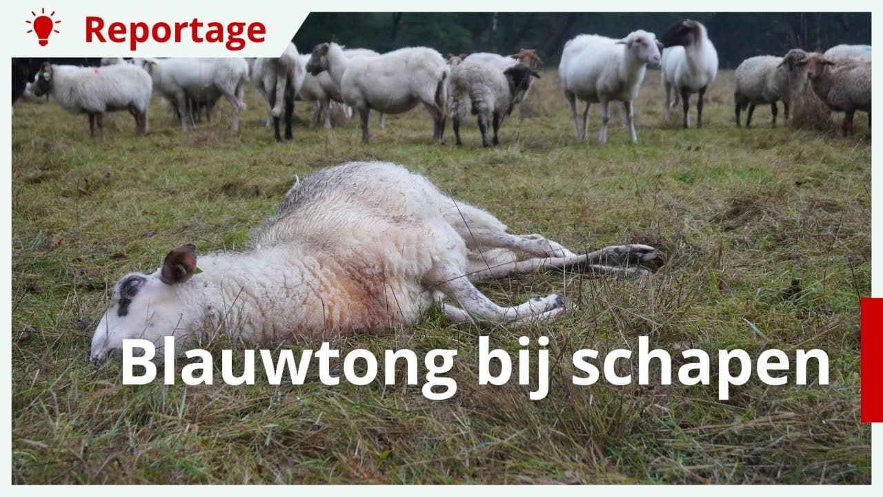 Schapenhouder is machteloos door blauwtong