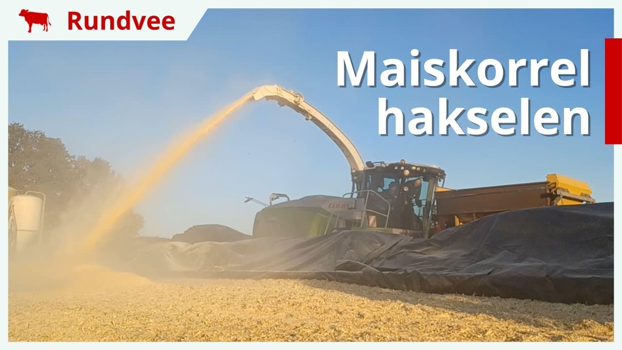 Maiskorrel hakselen naast MKS en snijmais