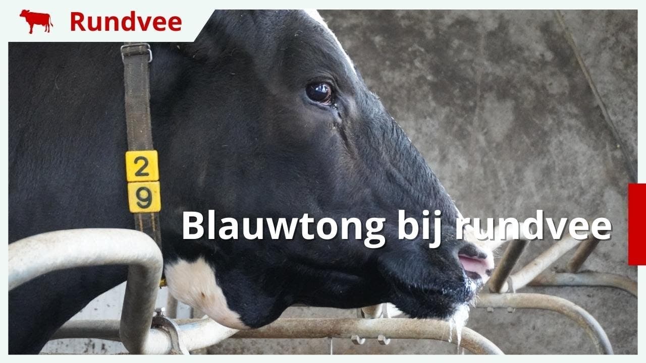 Dierenarts over blauwtongvirus bij koeien