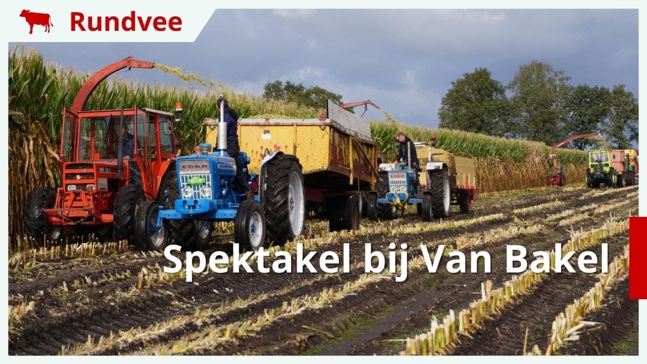 Mais hakselen tijdens Spektakel bij Van Bakel