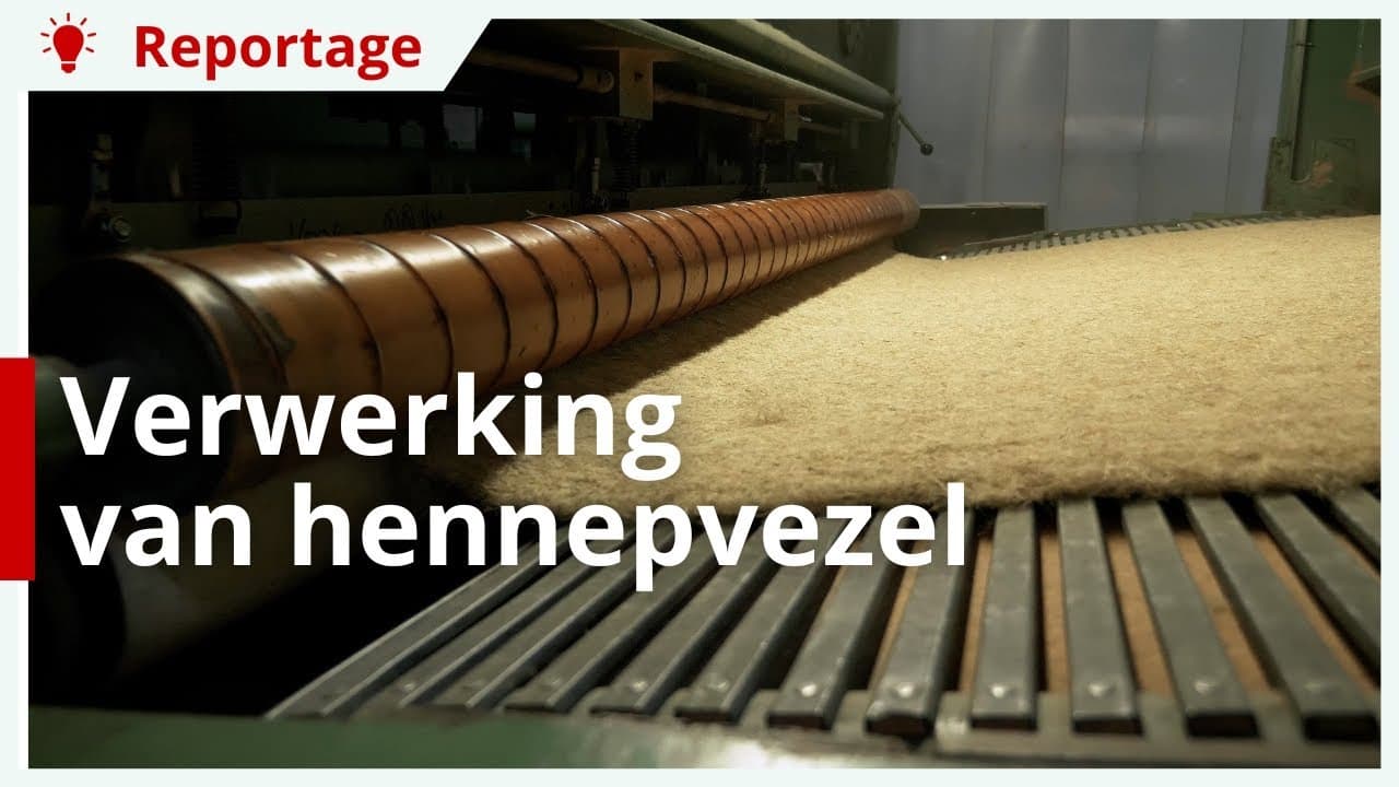 Video | Verwerking van hennepvezel, zo gaat dat in zijn werk bij Hempflax