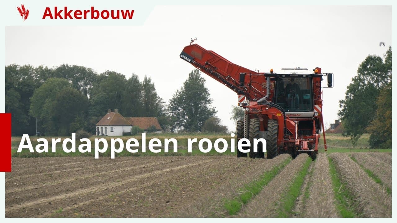 Aardappelen rooien bij akkerbouwer in Friesland