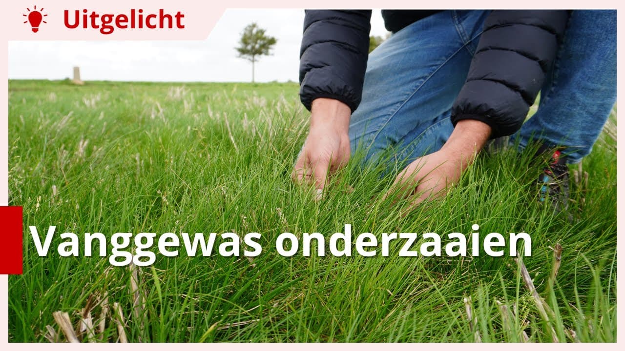 Uitgelicht | Vanggewas onderzaaien: waar moet je rekening mee houden?
