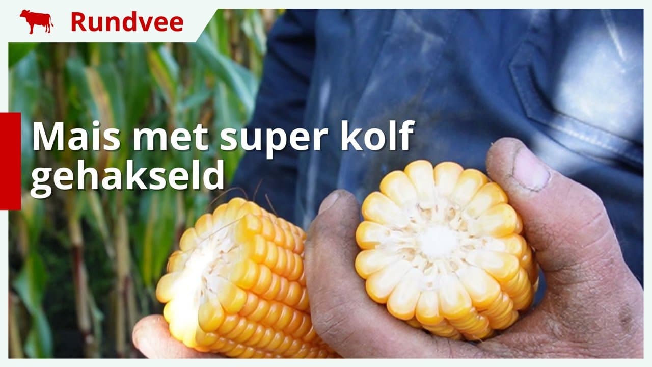 Mais met super kolf gehakseld in Eesergroen