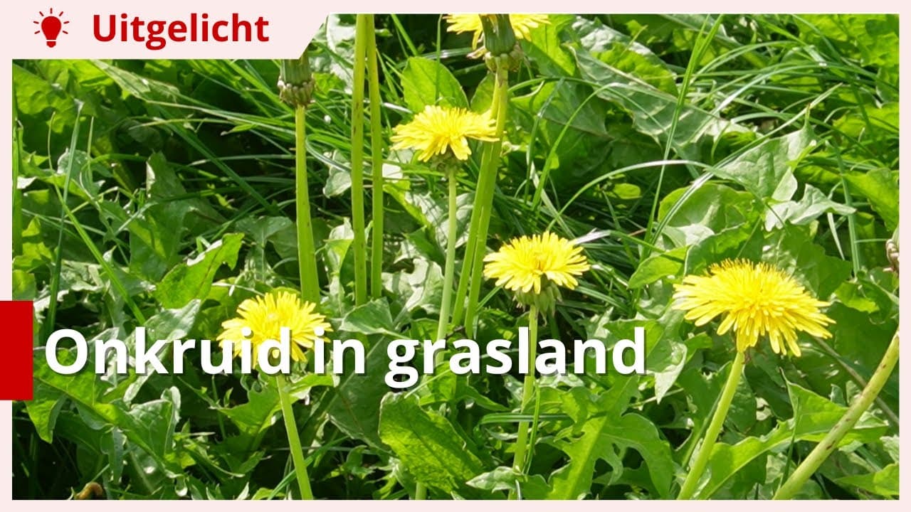 Uitgelicht | Onkruidbestrijding in grasland