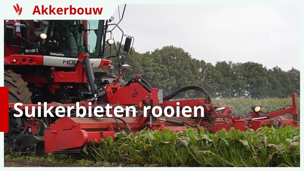 Suikerbieten rooien onder goede omstandigheden