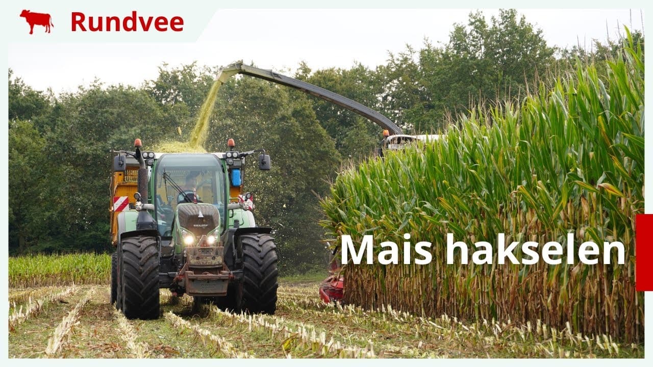 4 hectare mais gehakseld in Eemnes