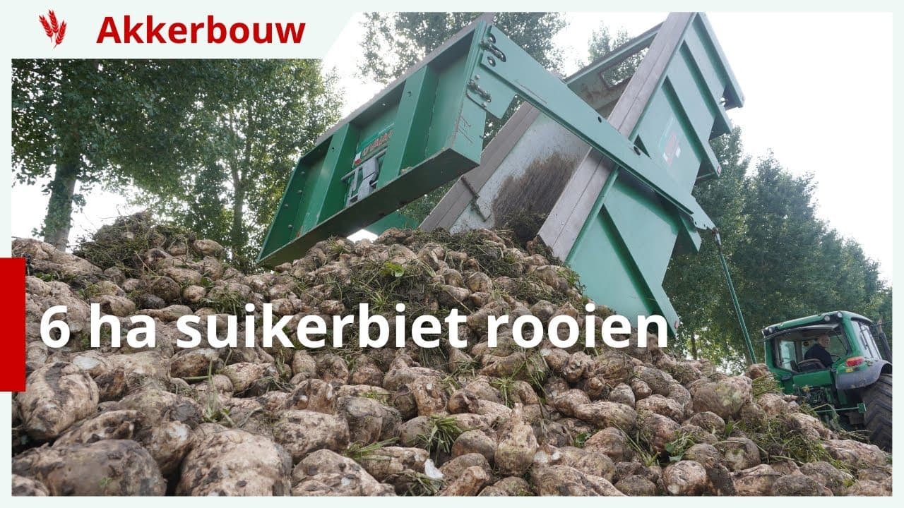 6 hectare suikerbieten rooien
