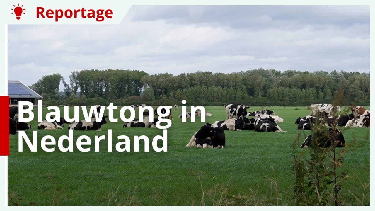 Blauwtong in Nederland: hoe moet je ermee omgaan?