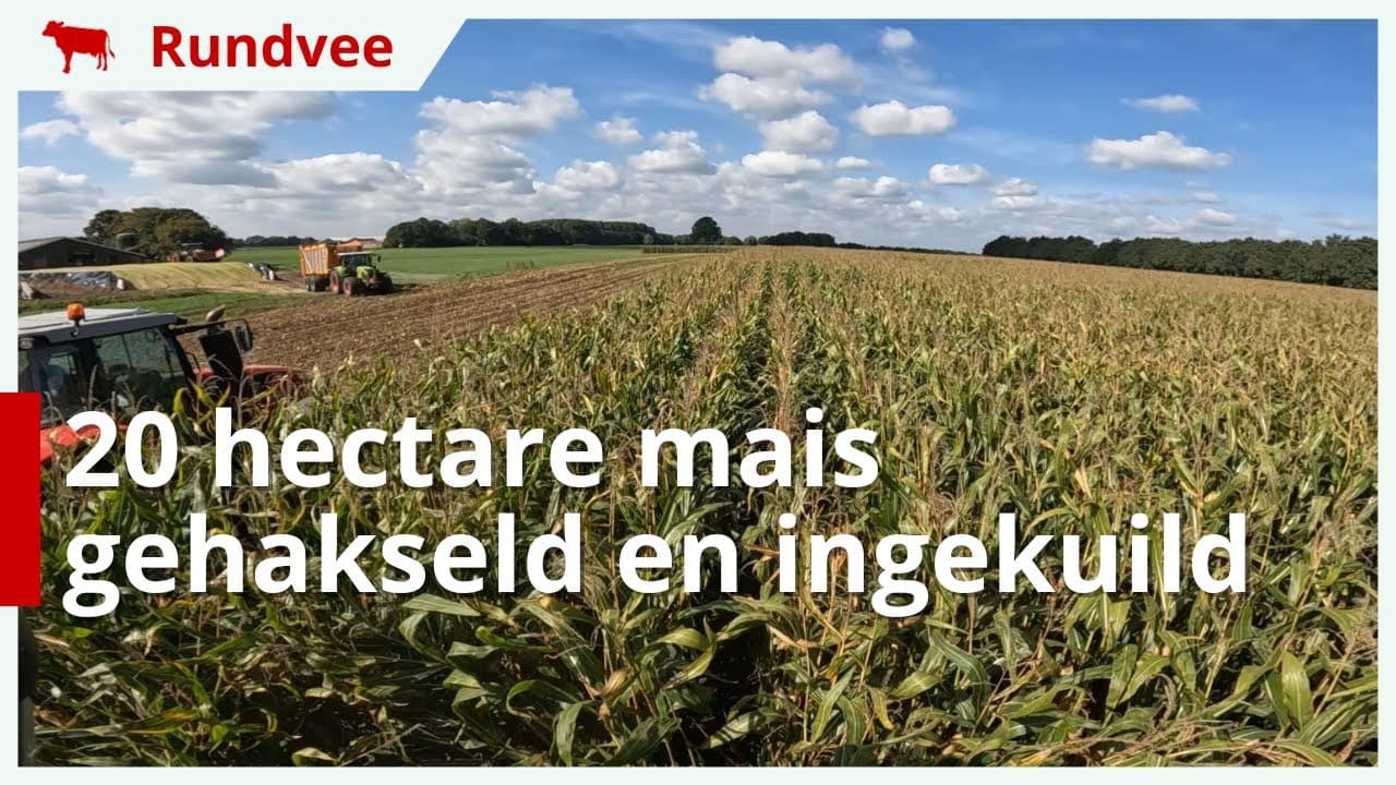 Ruim 20 hectare mooie mais gehakseld en ingekuild
