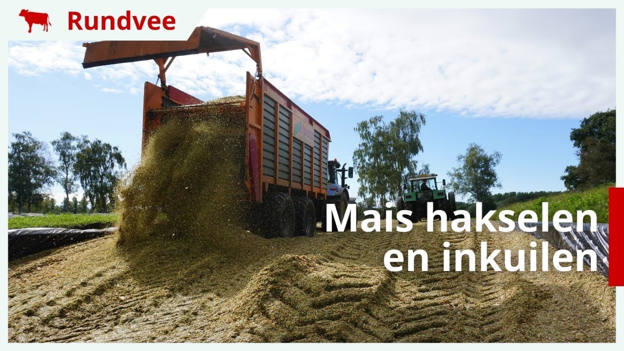 Mais hakselen en inkuilen bij Melkveebedrijf Menkhorst