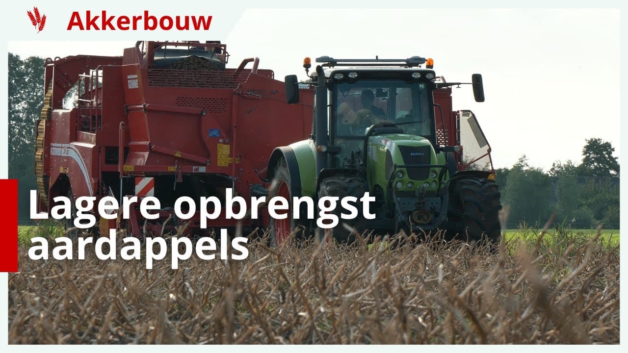 Aardappels rooien: flink lagere opbrengst