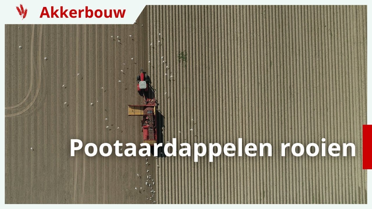 Wisselende kwaliteit pootaardappelen