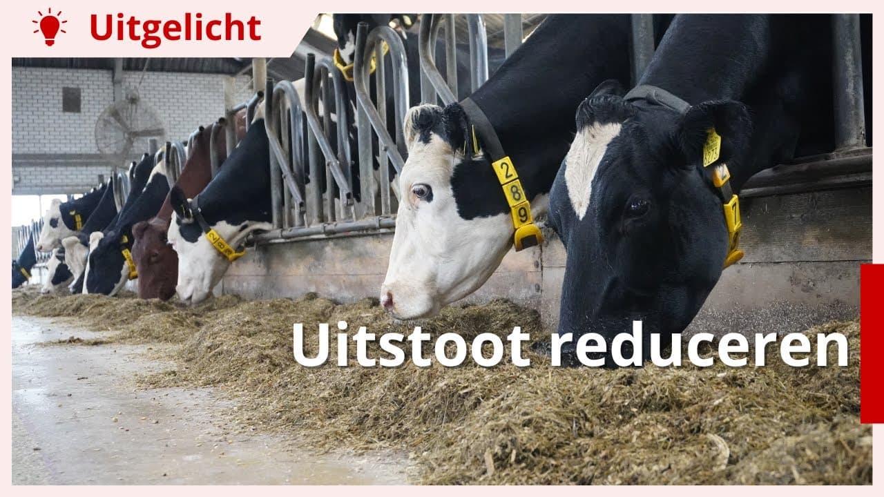 Uitgelicht | Methaan- en stikstofuitstoot in melkveehouderij reduceren