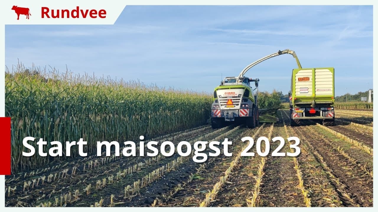 Video | Eerste mais 2023 gehakseld