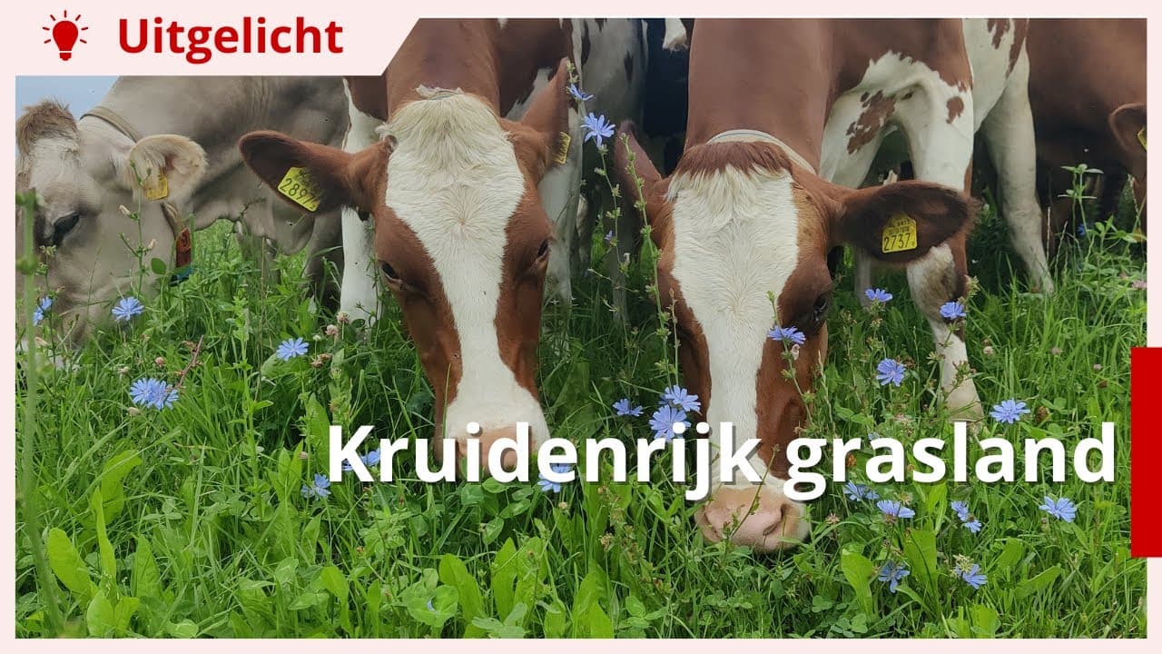 Uitgelicht | Kruidenrijk grasland: beweiding en maaien