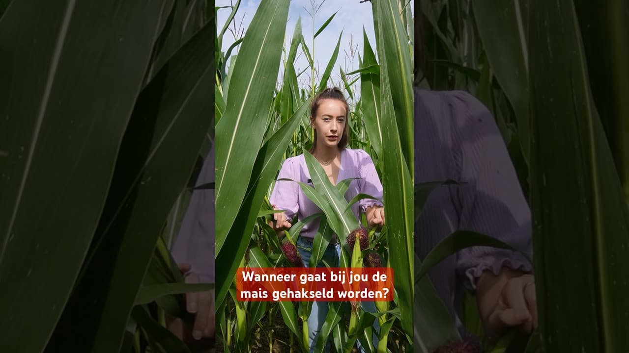 Vlog | Wanneer wordt de mais bij jou gehakseld?