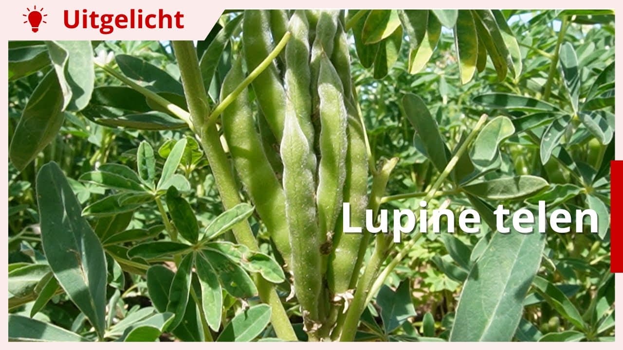 Uitgelicht | Lupine telen: hoe doe je dat precies?