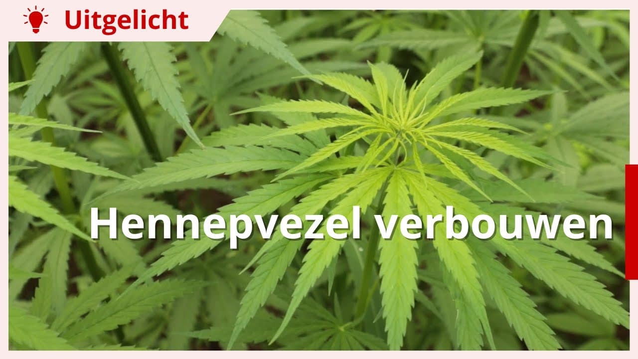 Uitgelicht | Hennepvezel verbouwen als nieuw verdienmodel