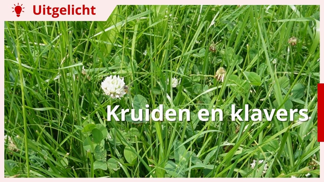 Uitgelicht | Kruiden en klavers toepassen in grasland