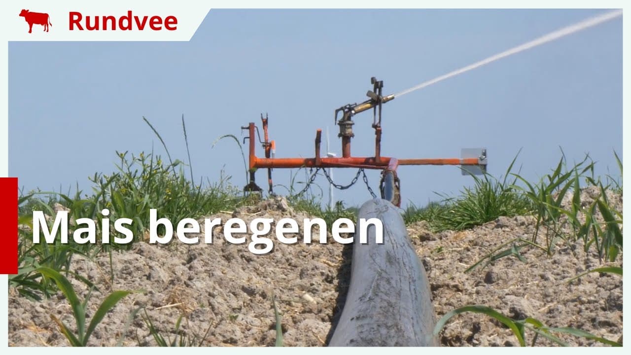 Mais beregenen vanwege kluitvorming