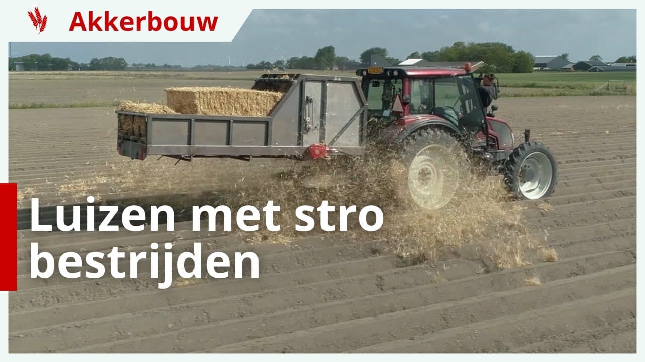Luizen in aardappelen te lijf met stro