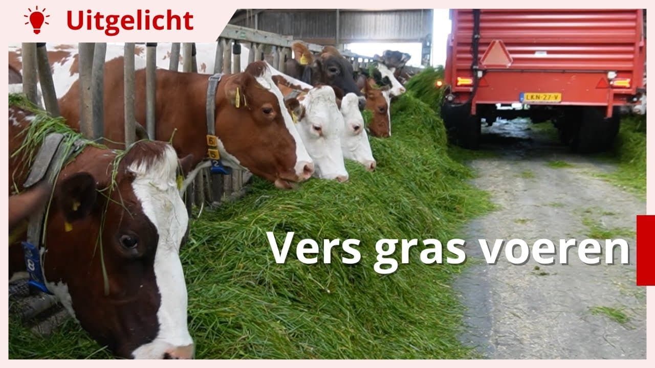 Uitgelicht | Vers gras maaien en voeren: waar houd je rekening mee?