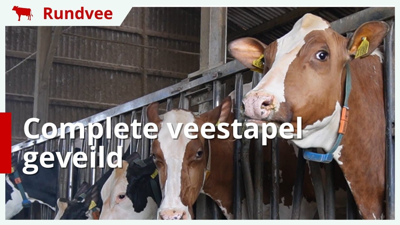 Melkveebedrijf stopt en veilt complete veestapel