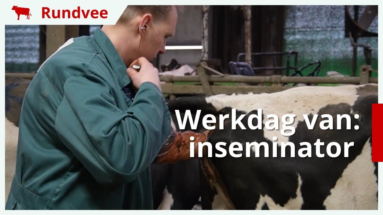 Een dag in het leven van een inseminator
