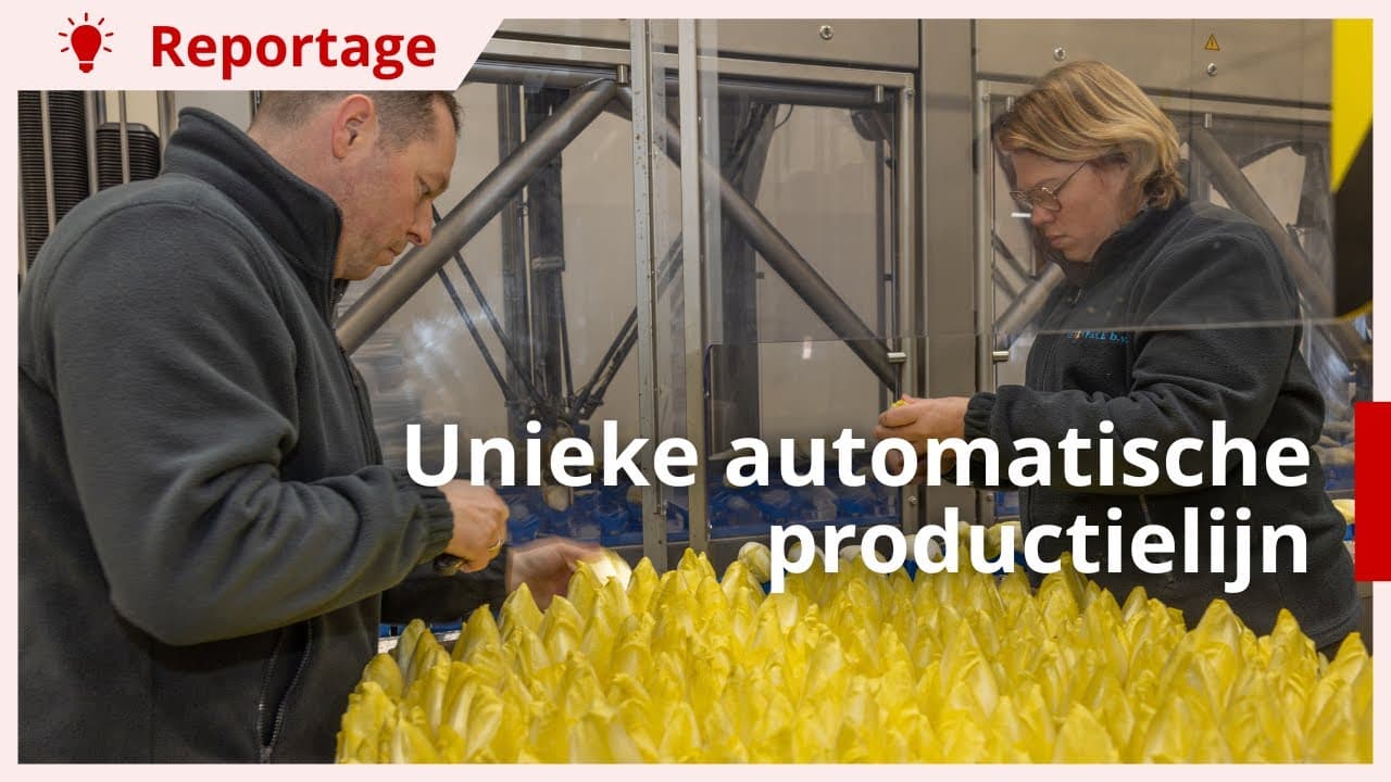 Unieke automatische productielijn voor gewassen om arbeidskosten te besparen