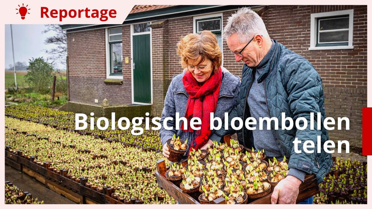 Biologische bloembollen voor een gezonde bodem